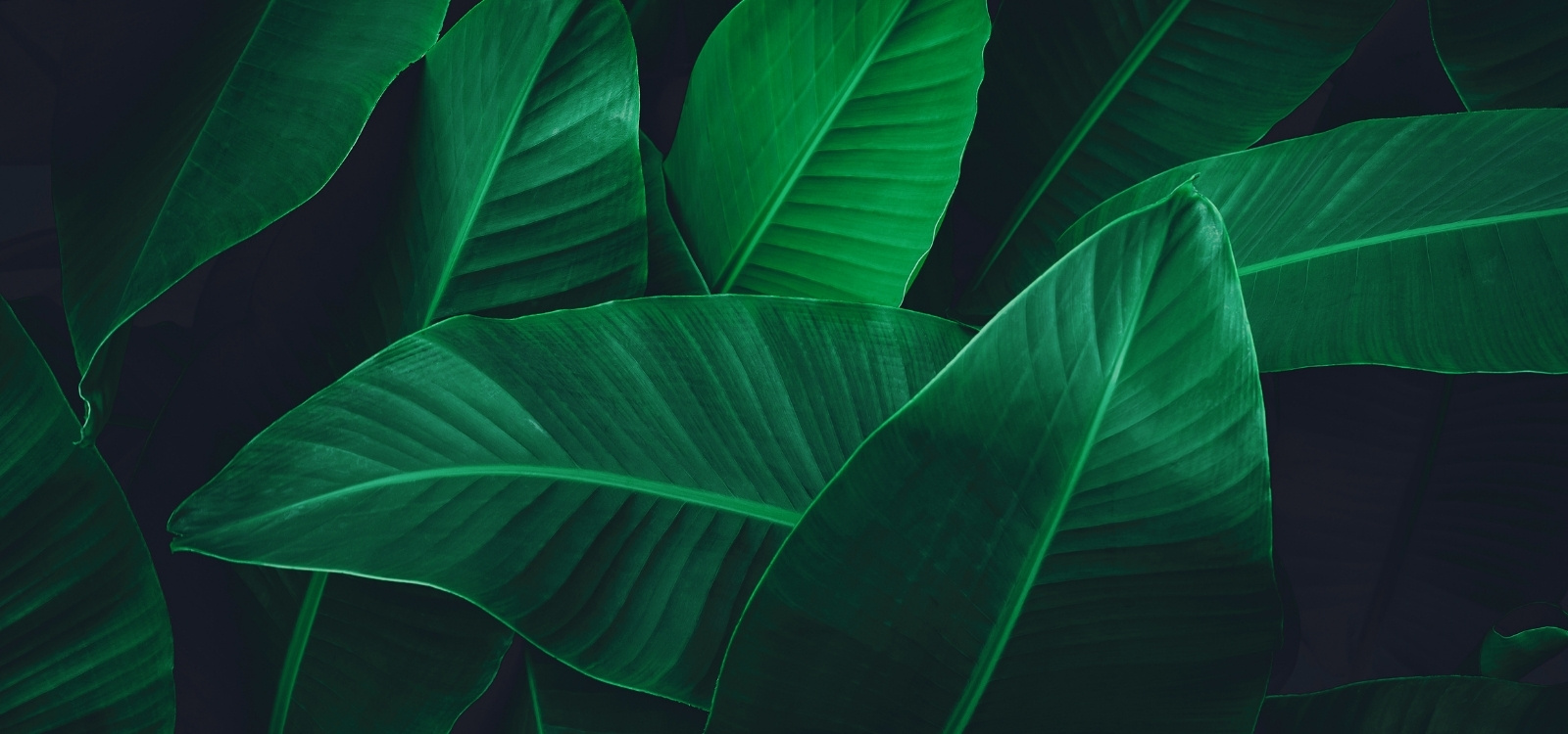 Header Banner